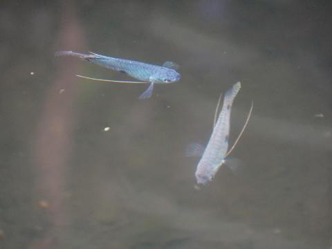 ブルーグラミー