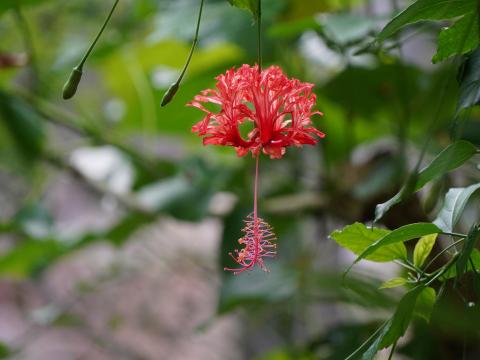 フウリンブッソウゲ