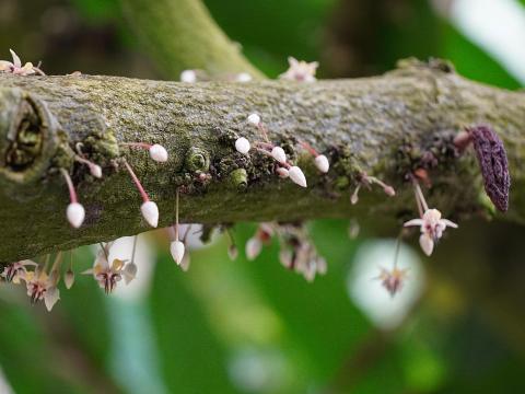 カカオの花