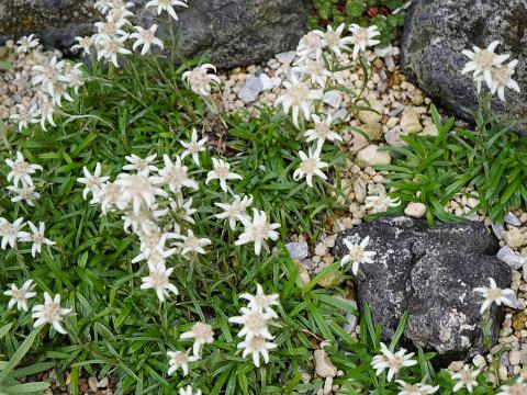 ウスユキソウの一種