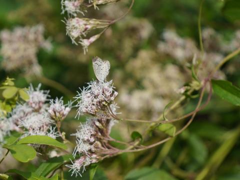 フジバカマにヤマトシジミ