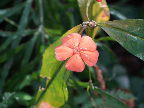 フシグロセンノウ