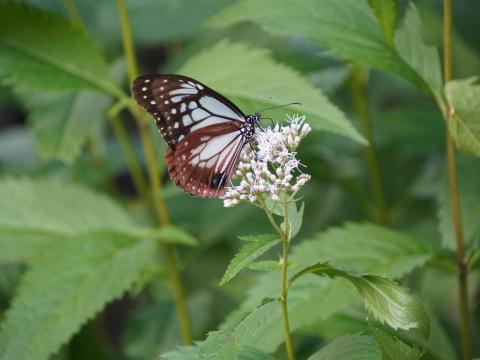 アサギマダラ