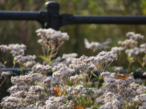 フジバカマとツマグロヒョウモン