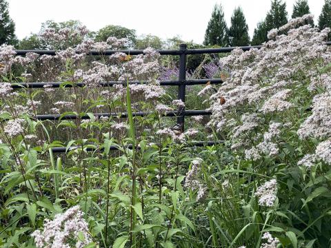 アサギマダラ、ツマグロヒョウモン