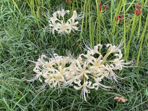 シロバナマンジュシャゲ