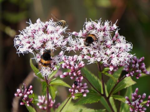 フジバカマにオオハナアブとナミハナアブ