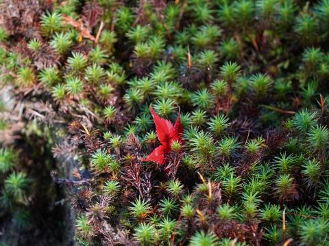 スギゴケにモミジ