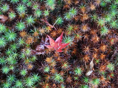 スギゴケにモミジ