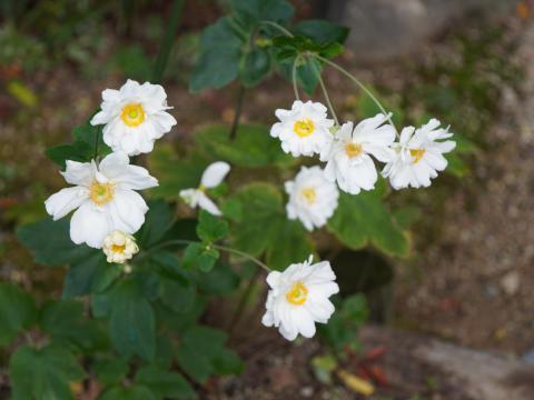 シュウメイギク