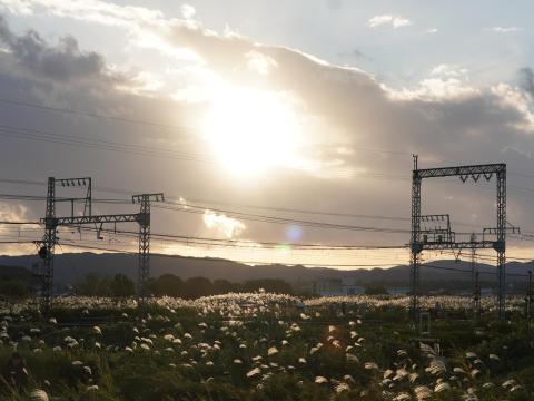 夕日に輝くオギ