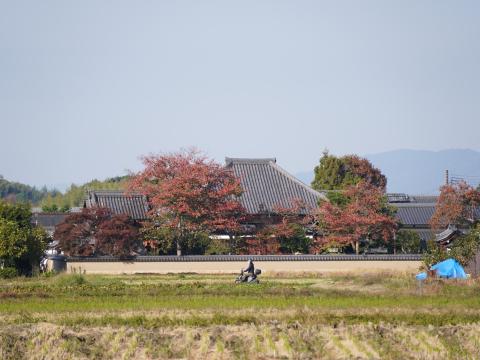 飛鳥寺