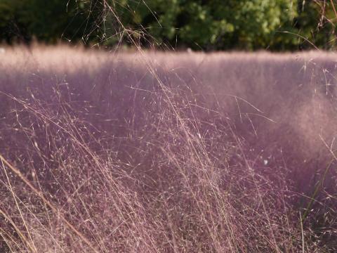 ミューレンベルギア・カピラリス