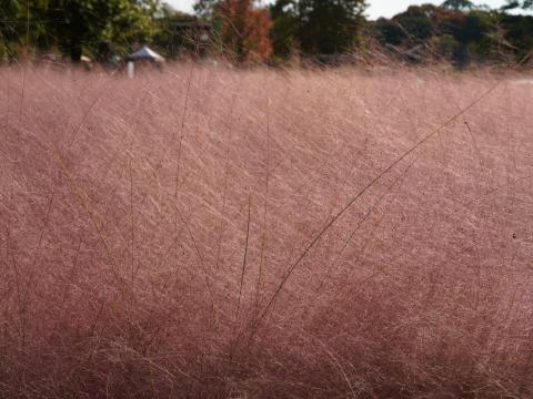 ミューレンベルギア・カピラリス
