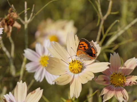 コスモスにベニシジミ