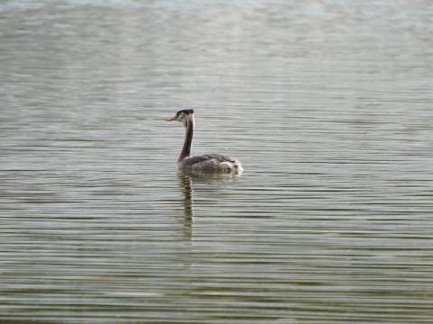 カンムリカイツブリ