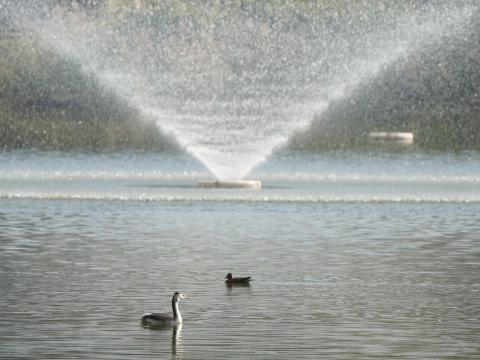 カンムリカイツブリ