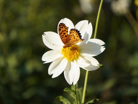 ダリアにツマグロヒョウモン♂