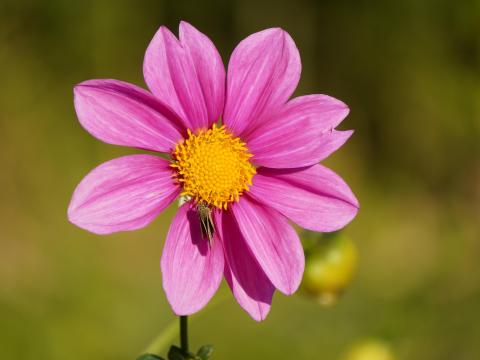 ダリアにセセリチョウ