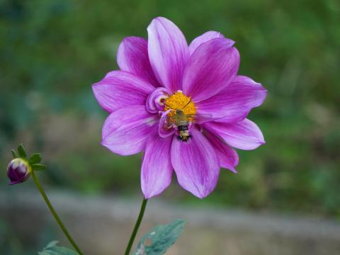 ダリアにオオスカシバ