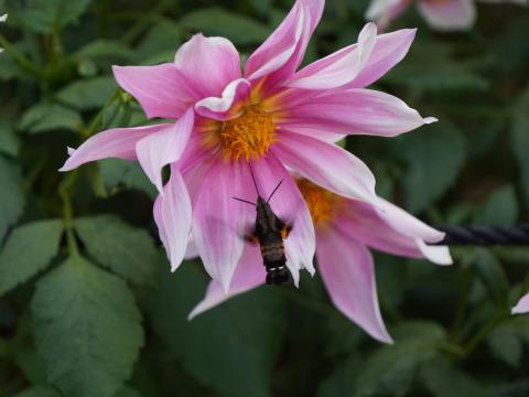 ダリアにホシホウジャク