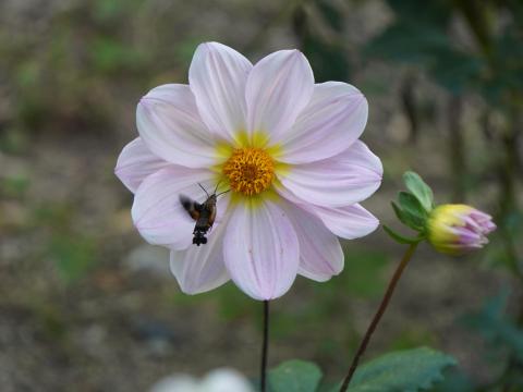 ダリアにホシホウジャク