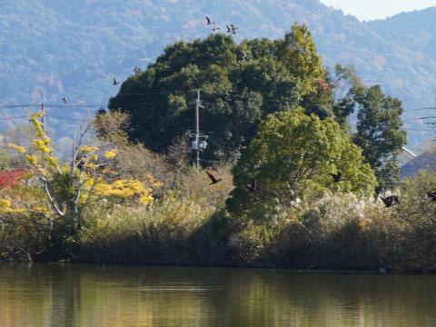 カワウとマガモ