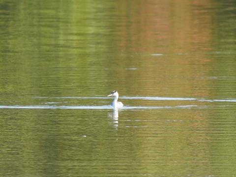 カンムリカイツブリ