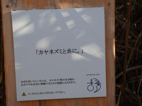 カヤネズミと共に