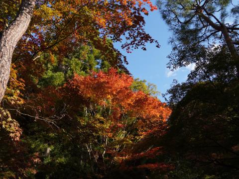 法然院のモミジ