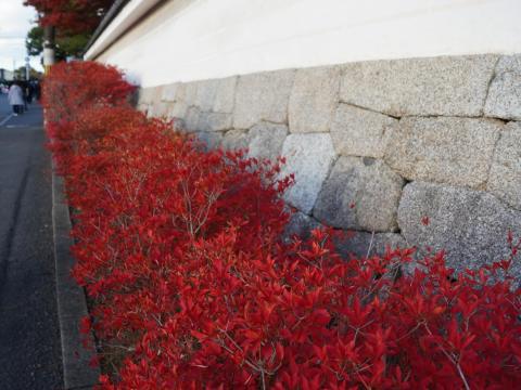 ドウダンツツジ