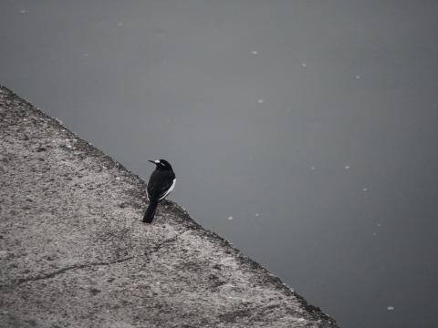 セグロセキレイ