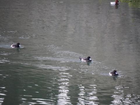 キンクロハジロ