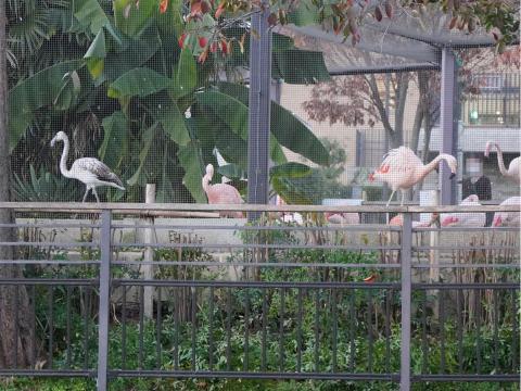 チリーフラミンゴ