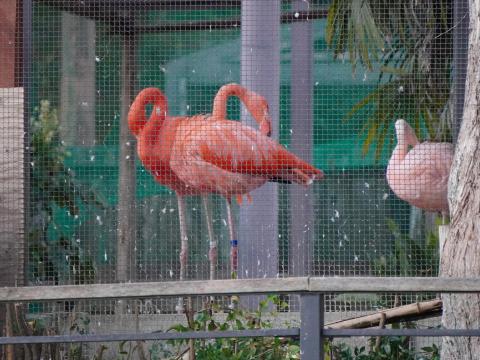 ベニイロフラミンゴ