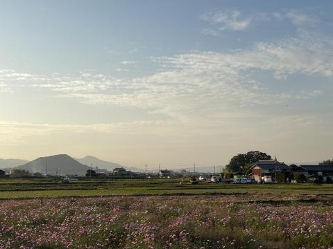 コスモス畑と畝傍山