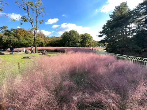 ミューレンベルギア・カピラリス