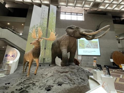 ナウマンゾウとヤベオオツノジカ