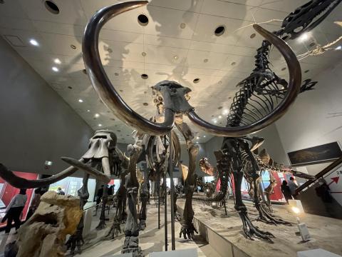 ケナガマンモスとナウマンゾウ