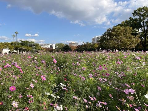 コスモス園