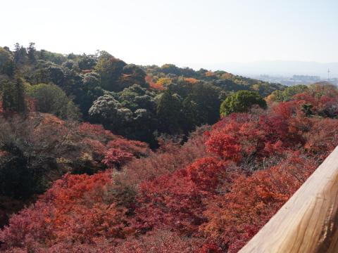 舞台からの紅葉