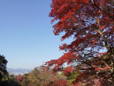 清水寺の紅葉