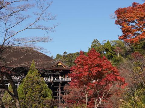 本堂舞台と紅葉