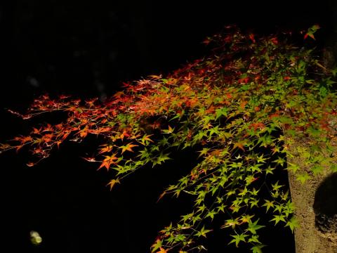 よるもみじ