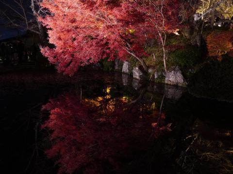 さかさよるもみじ