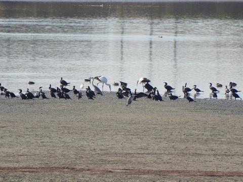 コウノトリ、カワウ