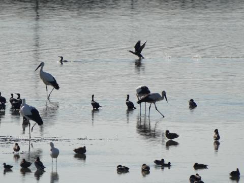 コウノトリ、ヘラサギ