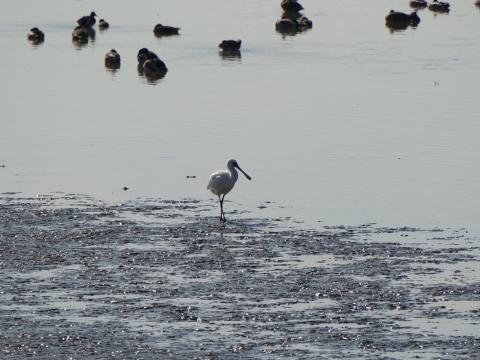クロツラヘラサギ