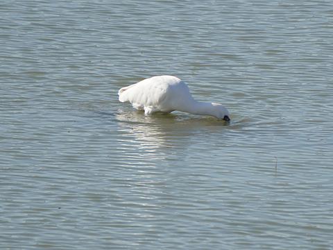 クロツラヘラサギ