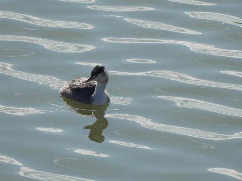 カンムリカイツブリ